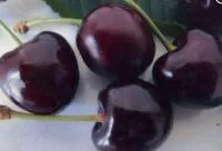 Саженцы черешни Крупноплодная