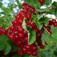Саженцы смородины красной Версальская (2 летняя)