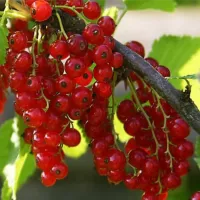 Саженцы смородины красной Лучезарная (2-летняя)