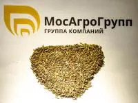 Райграс однолетний Рапид