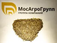 Райграс пастбищный Альпийский