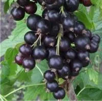 Саженцы смородины черной Зуша