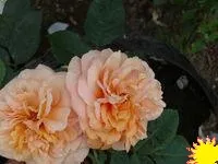 Саженцы смородины красной