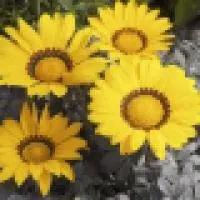 Рассада цветка Газания (Gazania rigens Kiss F1: Bronze, Frosty White, Frosty Yellow, Orange, Rose)